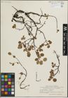 Foto von Salix herbacea L. x Salix reticulata L.